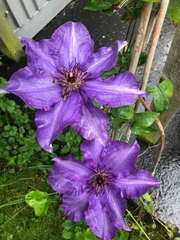 A beautiful purple Clematis, seen in Oxford, UK.